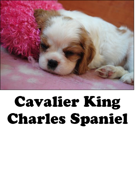 cavalier king charles spaniel