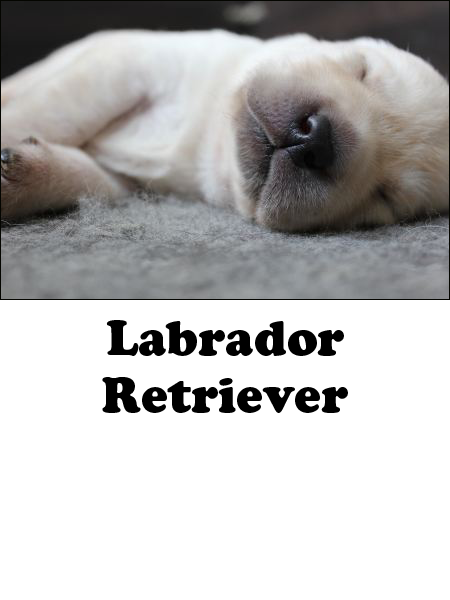 labrador retriever